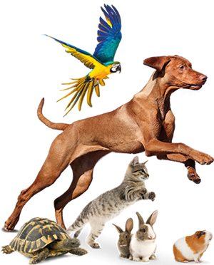 National Pet Show Animal line up